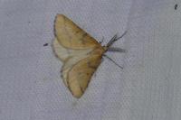 Aspitates ochrearia