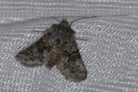 Cleonymia yvanii