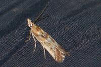 Ancylosis cinnamomella