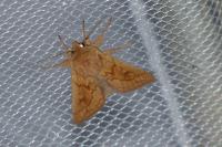 Mythimna vitellina