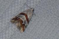 Eublemma candidana
