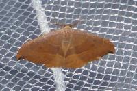 Watsonalla uncinula