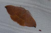 Watsonalla uncinula