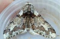 Biston strataria