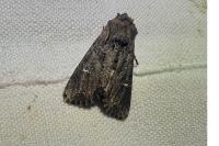 Mniotype occidentalis