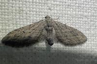 Eupithecia unedonata