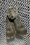 Agrotis trux