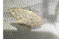 Scopula marginepunctata