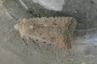 Caradrina clavipalpis