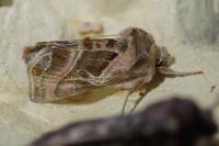 Euchalcia variabilis
