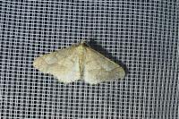 Phigaliohybernia marginaria