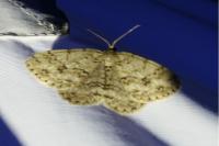 Ectropis crepuscularia