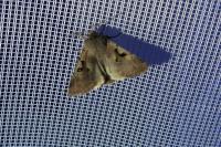 Orthosia gothica
