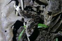 Brachionycha nubeculosa