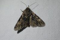 Brachionycha nubeculosa