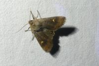 Eupsilia transversa