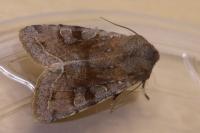 Orthosia incerta