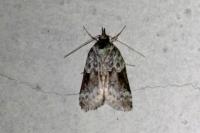 Nycteola siculana