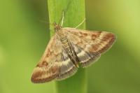 Pyrausta despicata