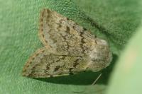 Agrotis simplonia
