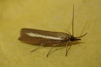 Catoptria radiella
