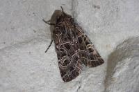 Sideridis reticulata