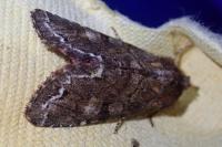 Ceramica pisi