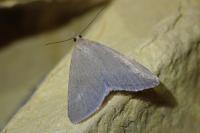 Udea uliginosalis