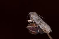 Conistra rubiginosa
