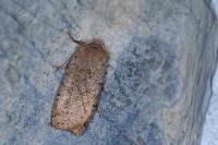 Conistra rubiginosa