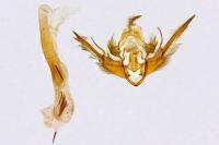 Conistra ligula