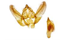 Chemerina caliginearia