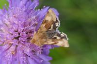 Heliothis viriplaca