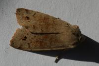 Anorthoa munda
