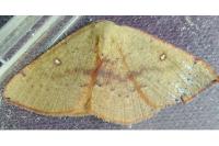 Cyclophora puppillaria