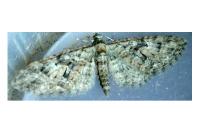 Eupithecia abbreviata