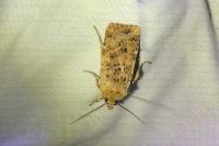 Conistra rubiginea