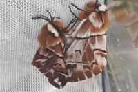 Endromis versicolora
