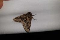 Lycia hirtaria