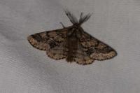 Lycia hirtaria