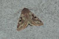 Orthosia gothica