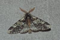 Biston strataria