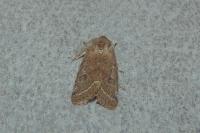 Orthosia cerasi