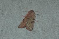 Orthosia incerta