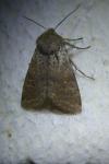 Orthosia cruda