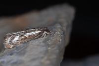 Catoptria luctiferella