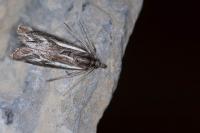 Catoptria luctiferella