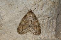 Trichopteryx polycommata