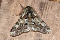 Biston strataria