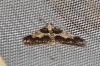 Agriopis leucophaearia